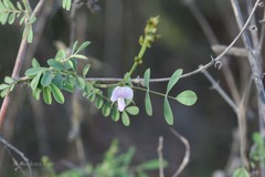 Tephrosia villosa